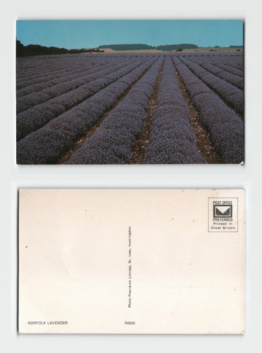 Postcard norfolk lavender - norfolk,