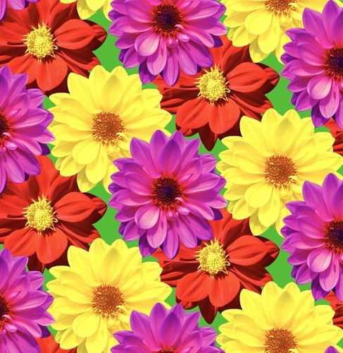 70x dahlia dwarf double mignon - 70x,