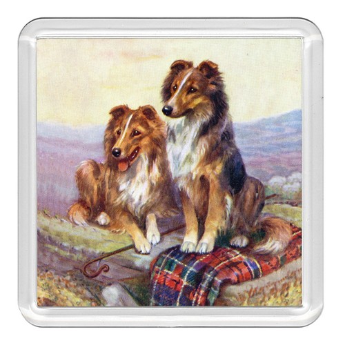 Shetland sheepdog sheltie dog - shetland,