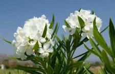 WHITE OLEANDER NERIUM 