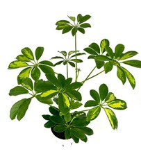 Gold Umbrella Tree Schefflera