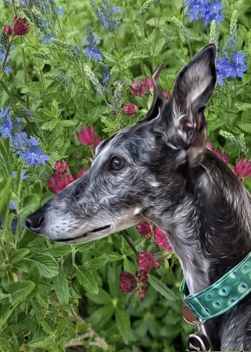 Greyhound lurcher - ,,
