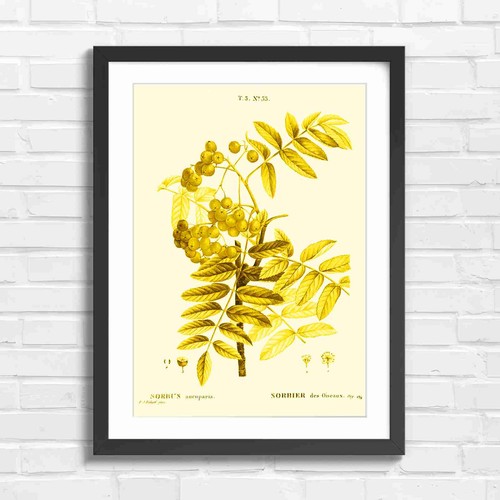 Vintage sorbus aucuparia - sorbus,