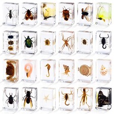 24 Styles Insect in Resin