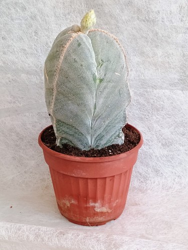 Astrophytum myriostigma - astrophytum,