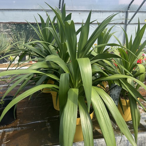 Cordyline emerald star - cordyline, star'