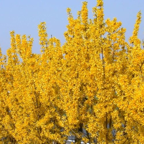 Forsythia lynwood deciduous - forsythia,