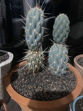 Opuntia Miquelii rare blue