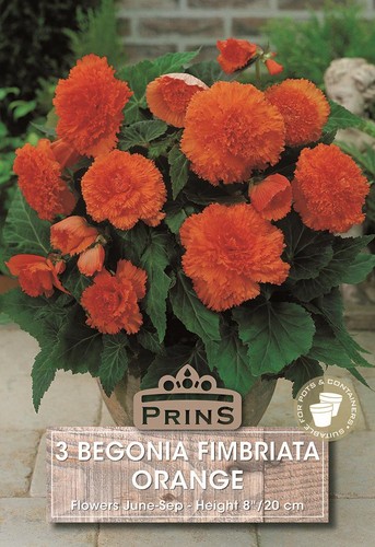 Begonia fimbriata orange wpc - begonia,