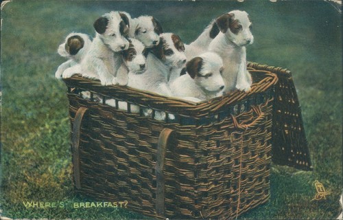 Where breakfast puppies - where's,