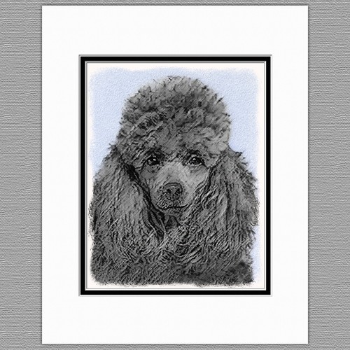Poodle miniature toy black - poodle,