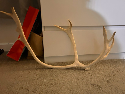 Deer antler shed large - deer,