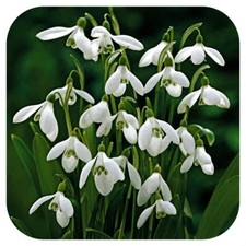Snowdrops Galanthus 'woronowii ' x 100 Single Snowdrop  Spring Bulbs