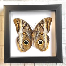 The Banded Giant Owl Butterfly