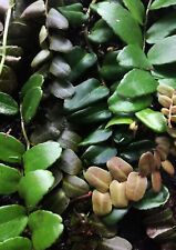 Mounted Marcgravia Species Choose - Rare Shingle Terrarium Vivarium Plant 