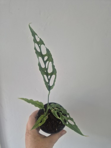 Monstera obliqua peru - monstera, |
