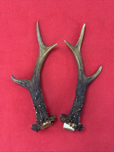 Pair roe deer antlers - roe,