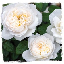 Bolero Rose Plant 1.5 Gallon