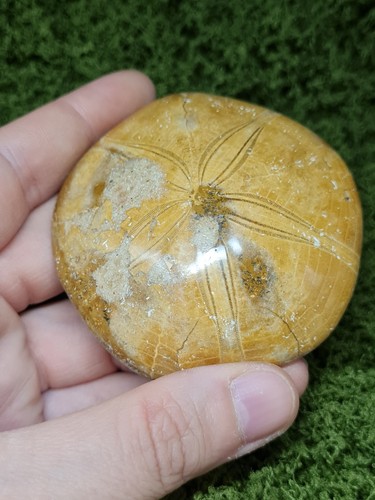 Madagascar sea urchin fossil - sea,