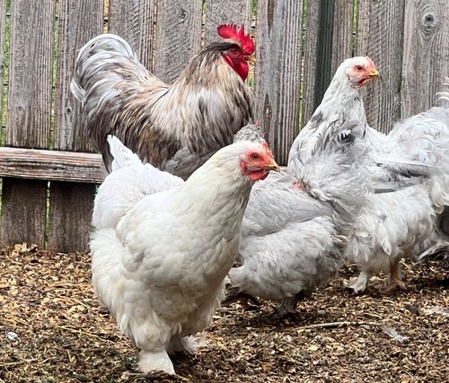 Standard cochin hatching - hatching, 6
