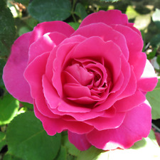 ROSE Pink Peace - Fragrant
