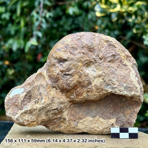 Rare fossil nautilus