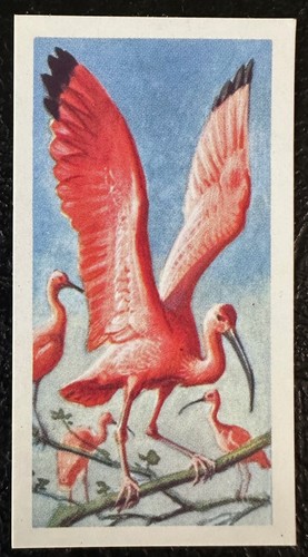 Brooke bond tea cards - bond,