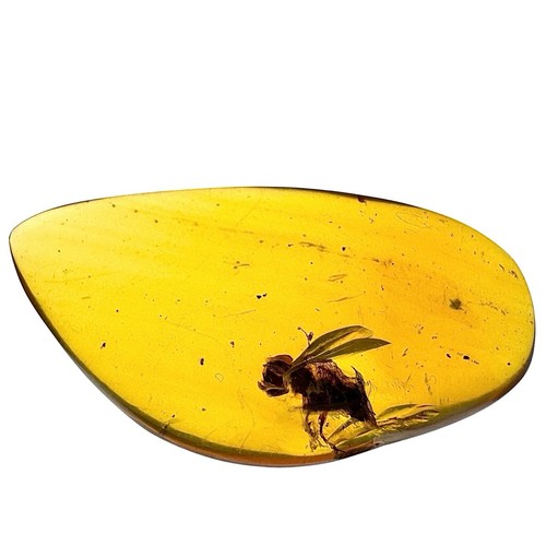 Burmese cretaceous amber uv - cretaceous,