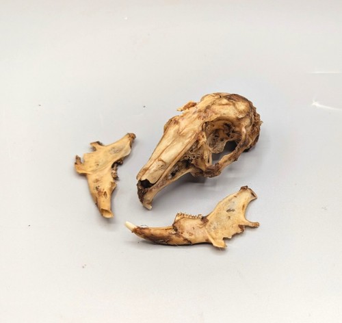 Craft rabbit skull bones - craft,