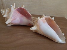 2 Vintage Queen Conch Sea Shell Pink Tone Horn Nautical Decoration