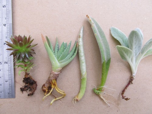 Assorted cuttings - 5,