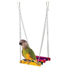 Pet bird parrot parakeet - pet,