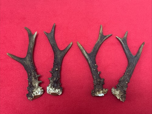 Pairs roe deer antlers - 2,
