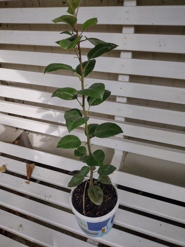 Forelle pear tree approx - pear,