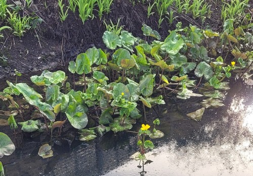 Caltha polypetala giant marsh - giant,