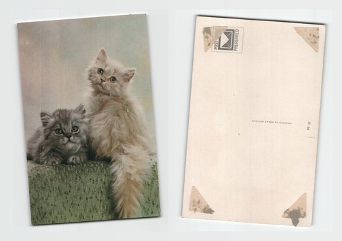 Postcard two fluffy kittens - postcard,