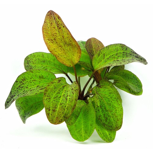 Amazon sword tropical - amazon,
