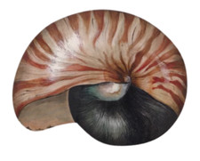 Nautilus Shell Plaque -