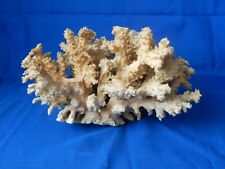 Large Acropara  Dead Coral  1.2 kg
