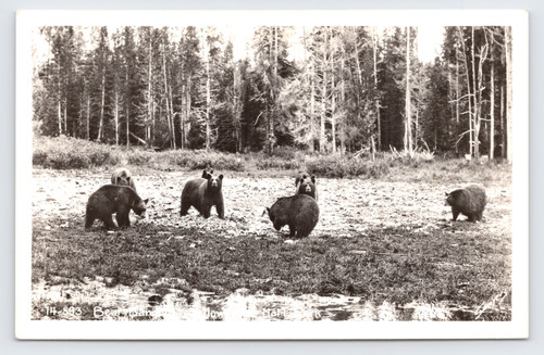 C1930 black bear - black,