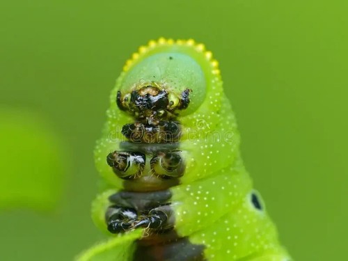 Macro coupler 37 40 - macro, /