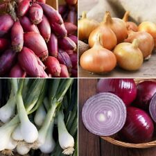 Onion Seeds - Huge Selection of Varieties