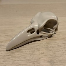 Replica Raven Skull Life Size