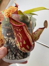 Nepenthes St. Gaya Carnivorous