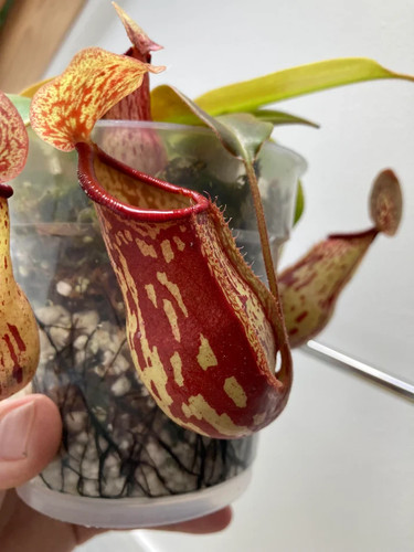 Nepenthes gaya carnivorous - nepenthes,
