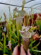 Sarracenia Leucophylla Cronus Titan (carnivorous pitcher plant)