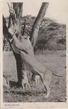 Vintage Postcard Photo Lioness