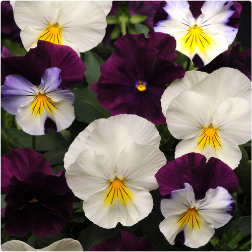 Pansy cool wave - pansy, wave'