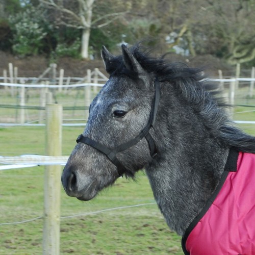 Foal field safe - foal,