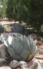 AGAVE PARRYI var TRUNCATA -